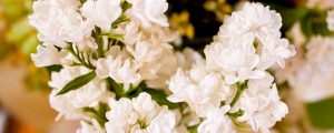 white-flowers-300x120.jpg